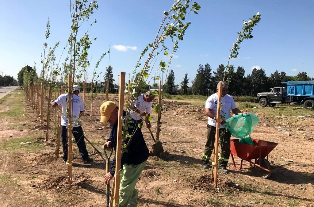 TRABAJOS DE LIMPIEZA Y FORESTACIÓN EN MERLO NORTE