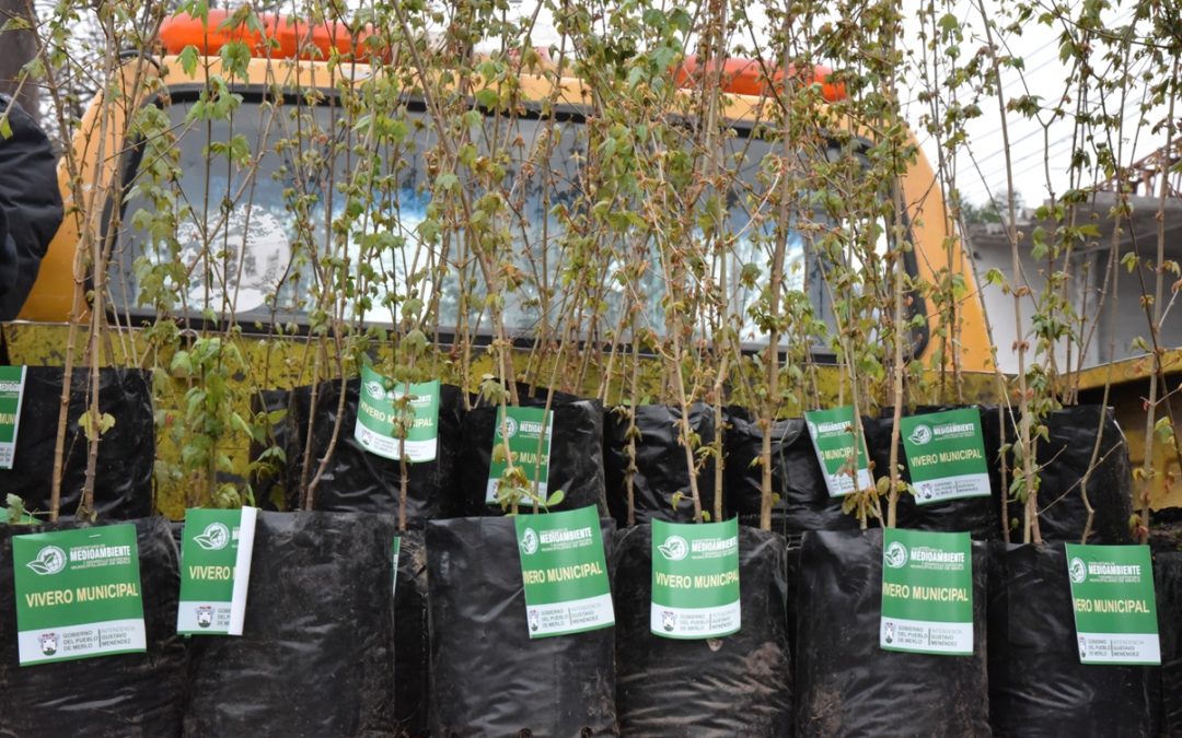 FINALIZÓ LA SEMANA DEL ÁRBOL