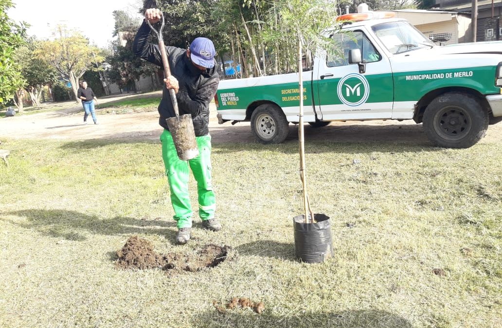 ENTREGA DE ÁRBOLES EN MERLO NORTE